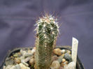 Echinocereus palmeri