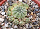 Matucana polzii