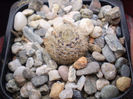 Neoporteria villosa