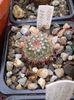 Notocactus apricus