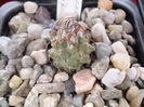 Turbinicarpus klinkerianus