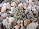 Turbinicarpus alonsoi