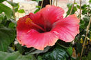hibiscus My Angel