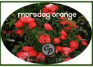trandafiri-morsdag-orange