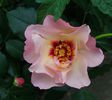 Alissar-Princess-of-Phoenicia-FloribundaPolonia