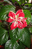 hibiscus Baptistii