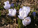 Crocusi