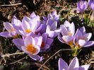 Crocusi