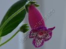 Kohleria Yfs Leah