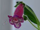 Kohleria Yfs Leah