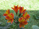 floare de crin peruan (alstroemeria)