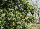 fructe de eriobotrya japonica