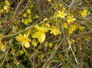 Jasminum nudiflorum (2013, April 05)