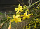 Jasminum nudiflorum (2013, April 05)
