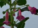 Kohleria Emily Roberts