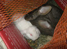 rom_marz_ 026