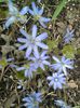 Hepatica transsilvanica