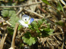 Veronica persica (2013, March 04)