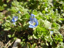 Persian Speedwell (2013, April 02)