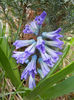 Hyacinth Peter Stuyvesant (2013, Apr.04)