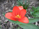 Tulipa Showwinner (2013, April 05)