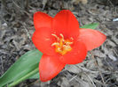 Tulipa Showwinner (2013, April 05)