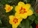 Tulipa Stresa (2013, April 05)