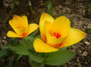 Tulipa Stresa (2013, April 05)