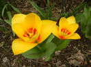 Tulipa Stresa (2013, April 05)