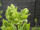 White Lilac Tree (2013, April 05)