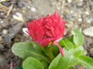 Bellis perennis (2013, April 04)