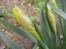Daffodils_Narcise (2013, April 01)