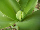 Tulip bud_Lalea (2013, April 02)