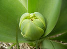 Tulip bud_Lalea (2013, April 02)