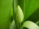 Tulip bud_Lalea (2013, April 03)