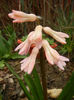 Pink hyacinth (2013, April 04)