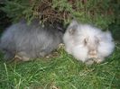 English Angora