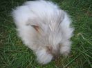 English Angora