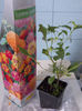 6 aprilie 2013-flori 006