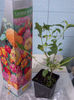 6 aprilie 2013-flori 007