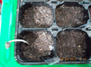 6 aprilie 2013-flori 020