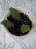 6 aprilie 2013-flori 039
