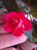6 aprilie 2013-flori 026