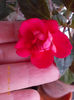 impatiens rosu batut