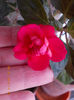 6 aprilie 2013-flori 028
