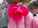 6 aprilie 2013-flori 029