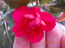impatiens rosu batut