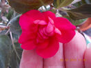 6 aprilie 2013-flori 031
