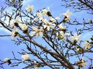 magnolii