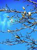 magnolii